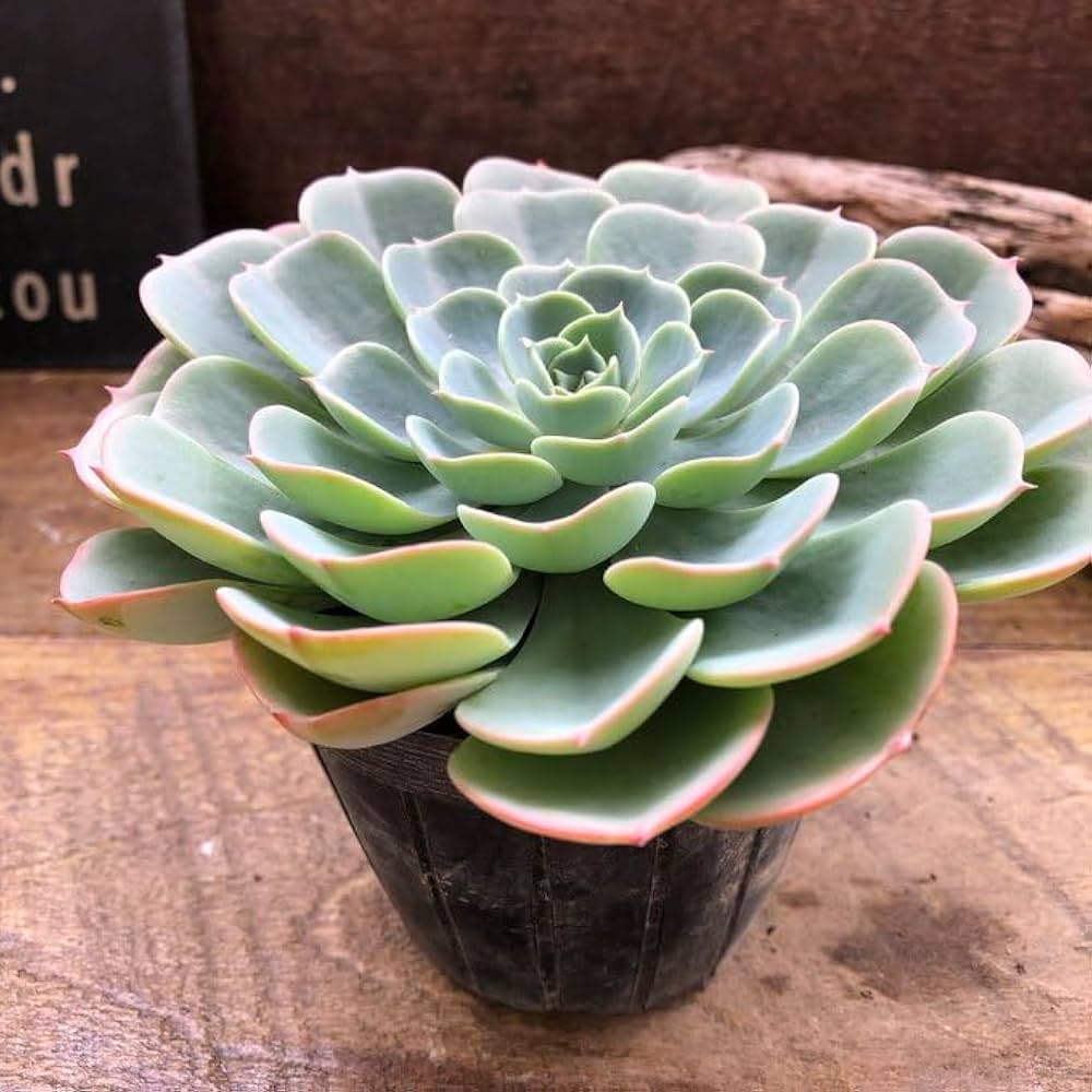 Amazon｜七福神 エケベリア 多肉植物 インテリア｜観葉植物 オンライン通販